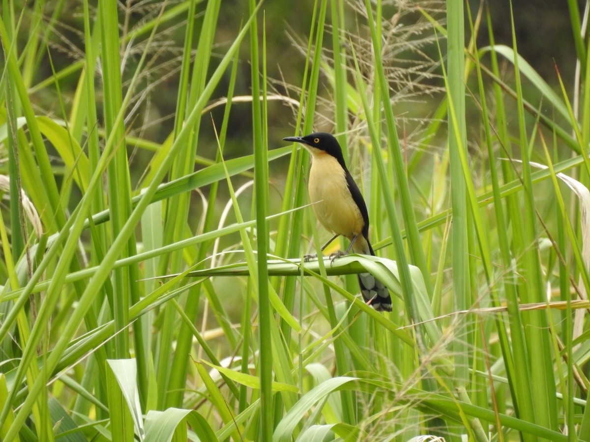 Black-capped Donacobius - ML635427914