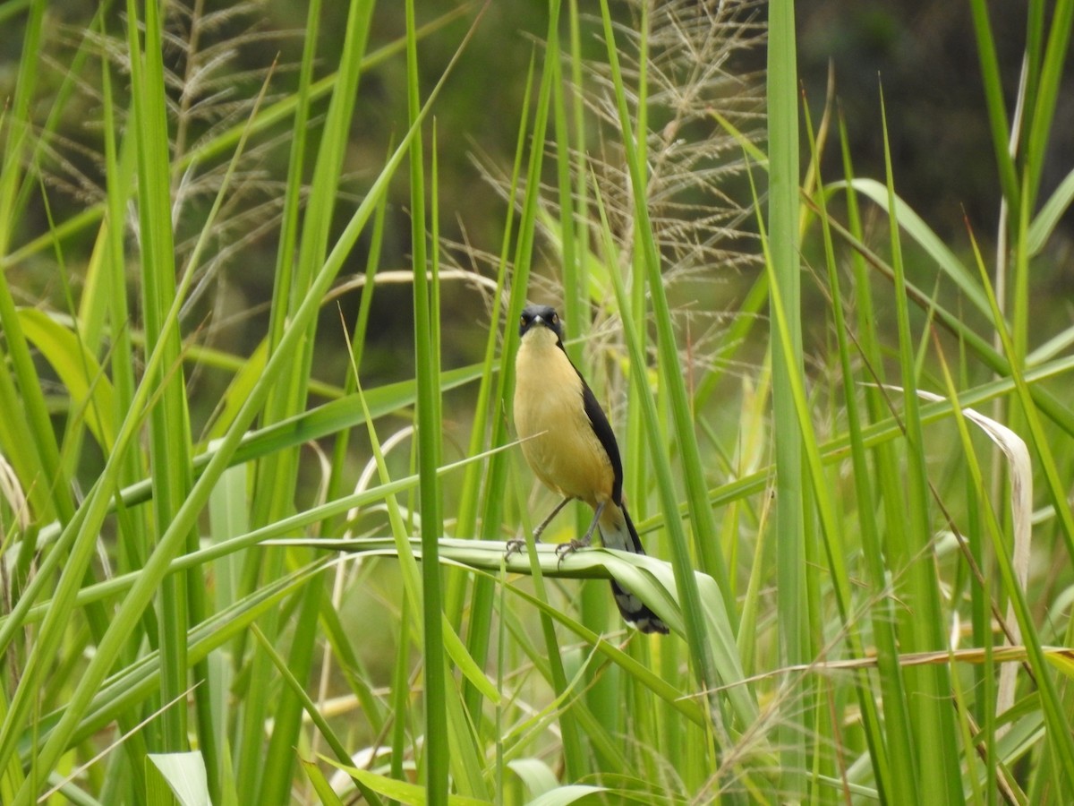 Black-capped Donacobius - ML635427915