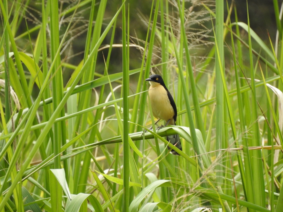 Black-capped Donacobius - ML635427917