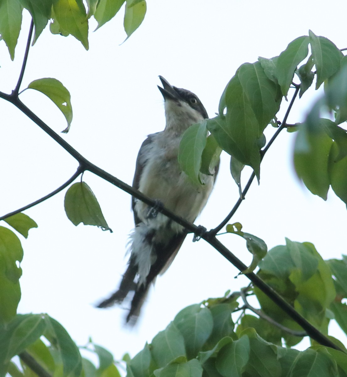 Malabar Woodshrike - ML635427918