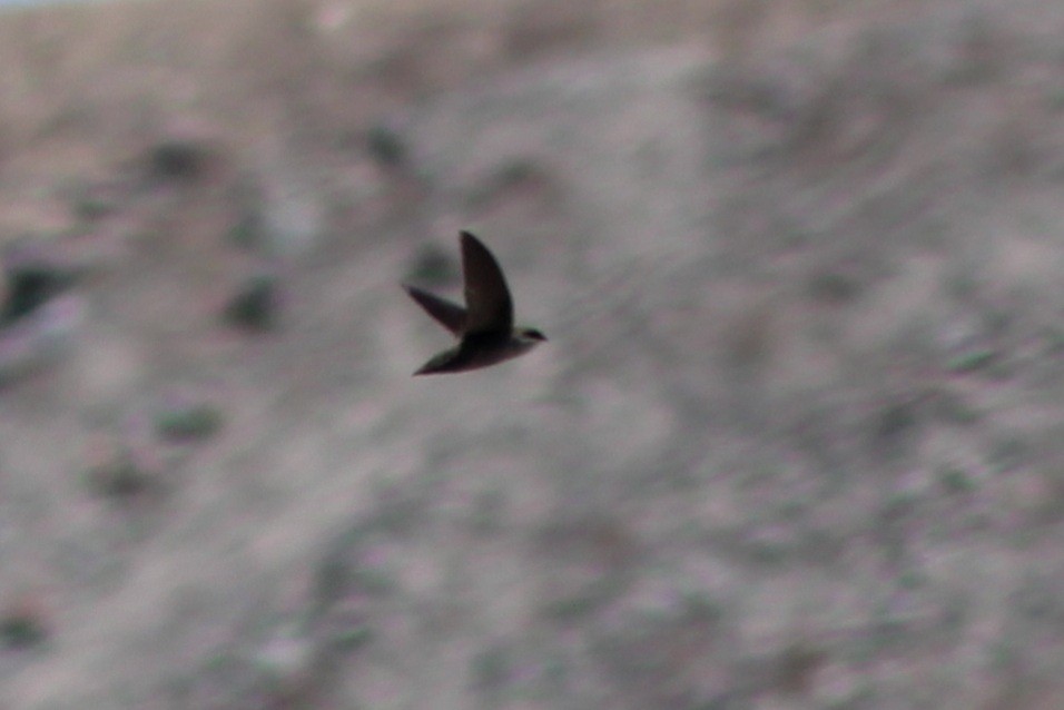 Vaux's Swift - ML635427919