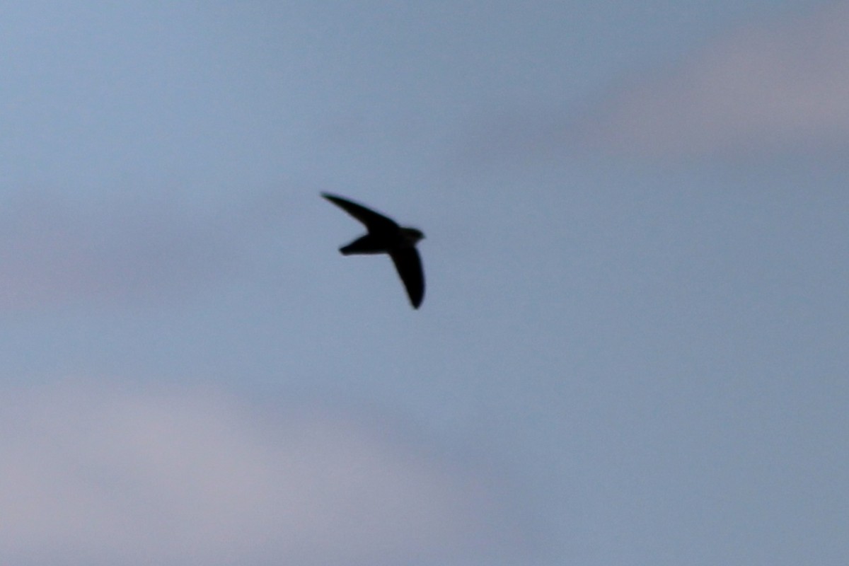 Vaux's Swift - ML635427920