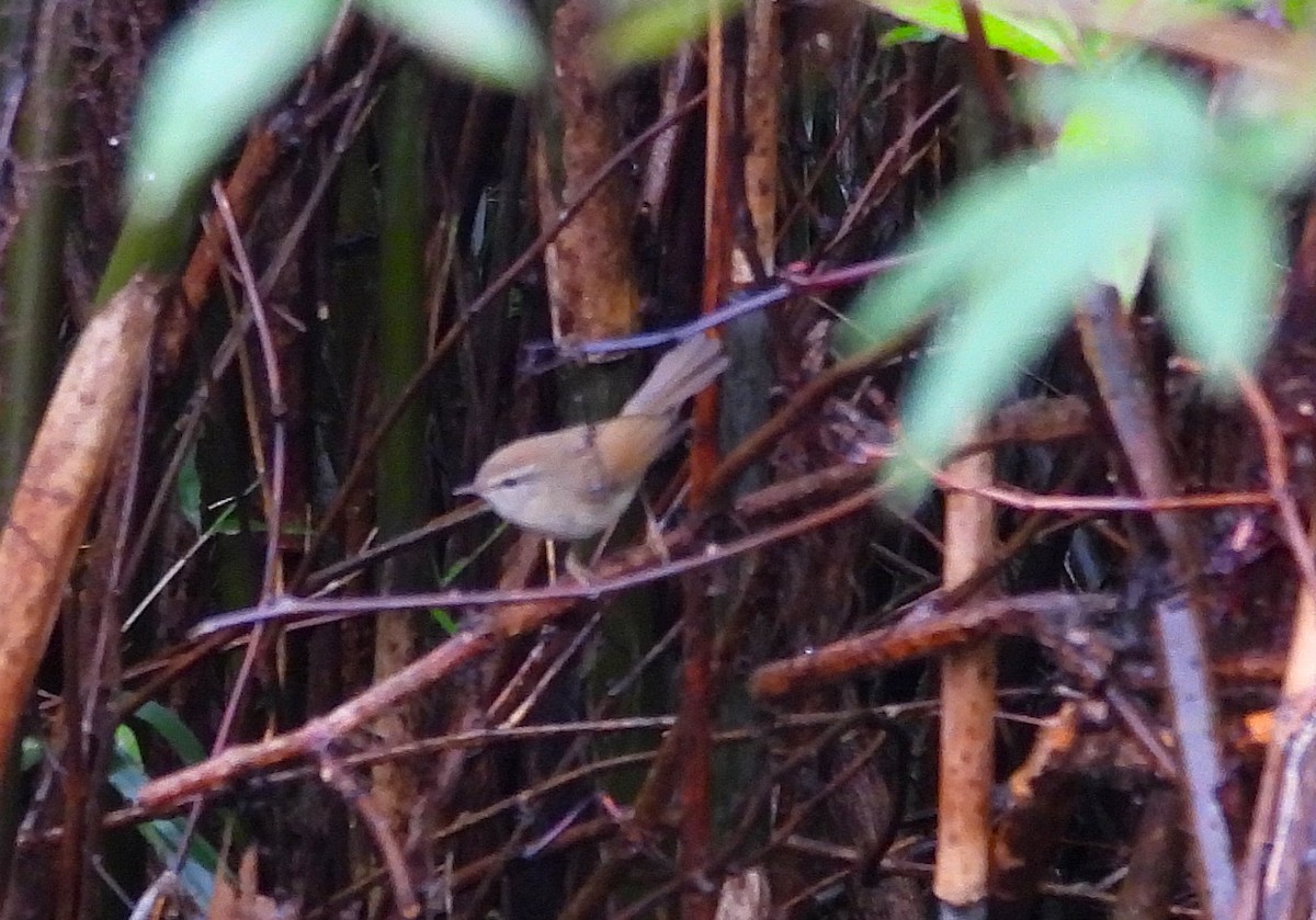 Hume's Bush Warbler - ML635427991
