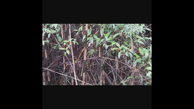 Blassbauch-Seidensänger - ML635427995