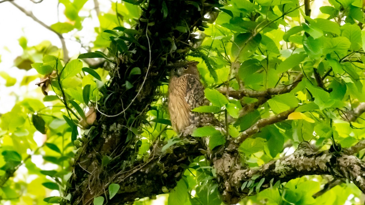 Brown Fish-Owl - ML635428014