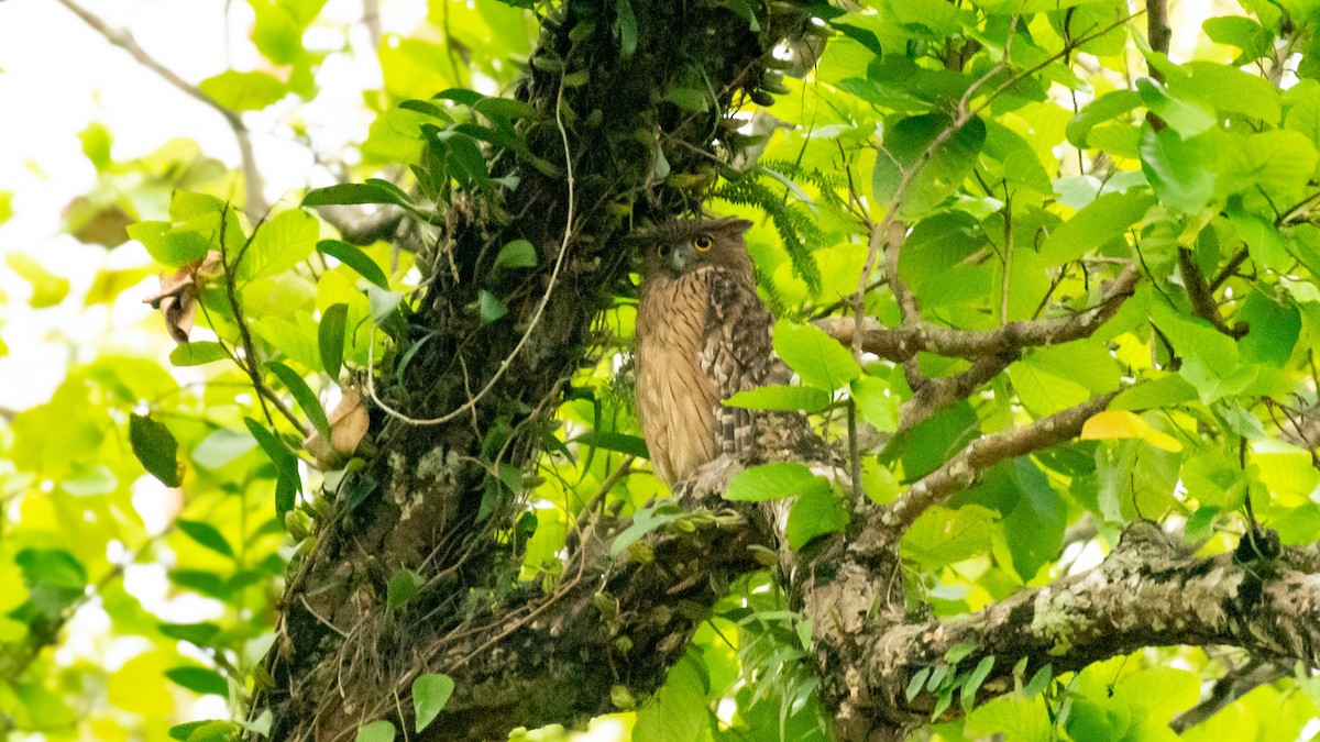 Brown Fish-Owl - ML635428015