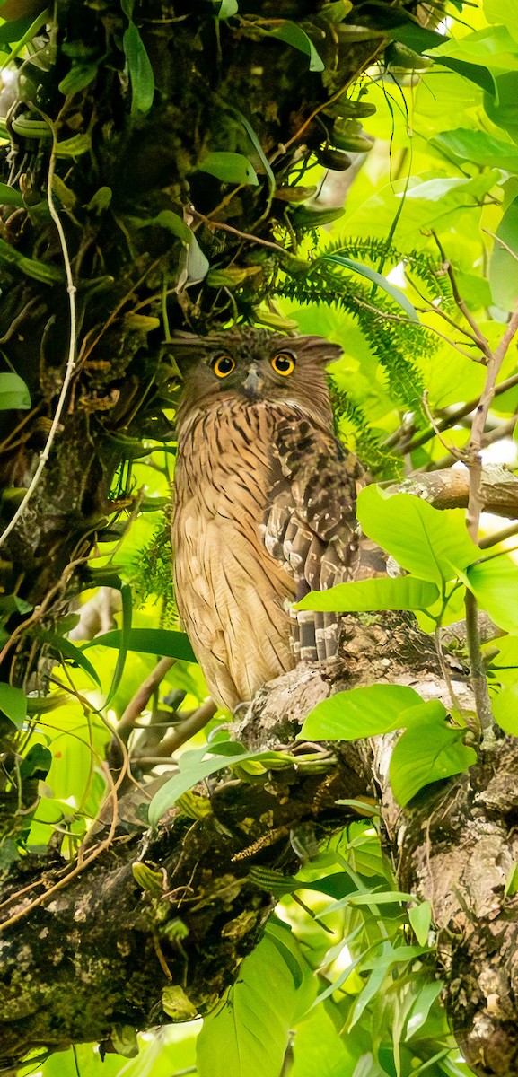 Brown Fish-Owl - ML635428017