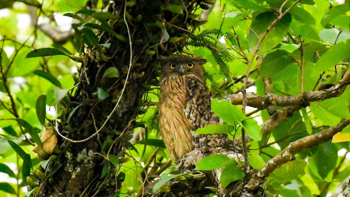Brown Fish-Owl - ML635428018