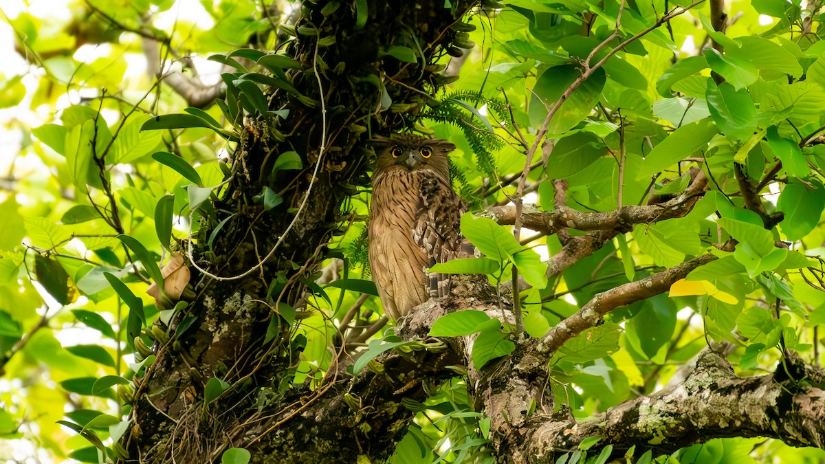 Brown Fish-Owl - ML635428019