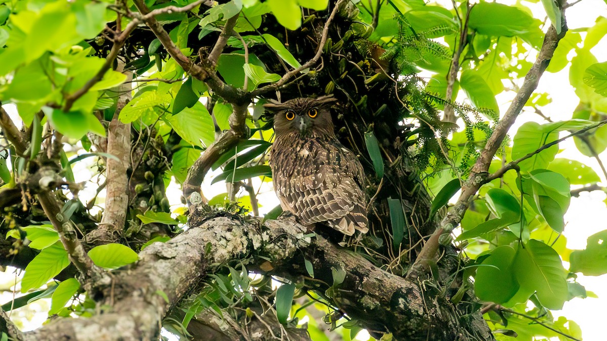 Brown Fish-Owl - ML635428020