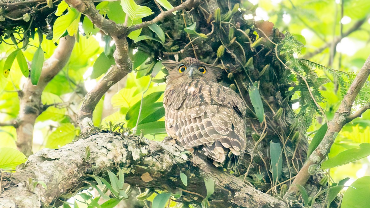 Brown Fish-Owl - ML635428021