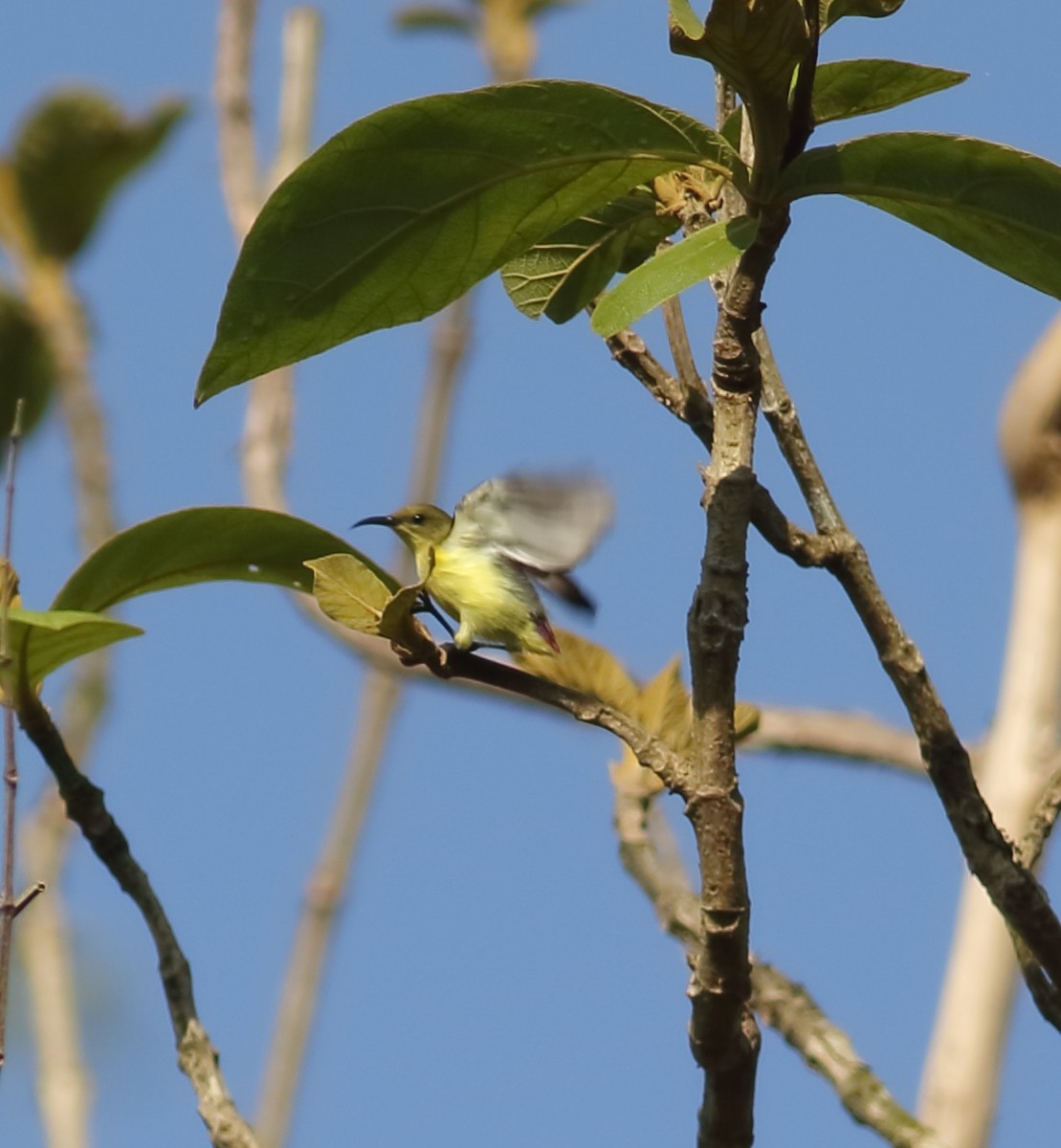 Crimson-backed Sunbird - ML635428030