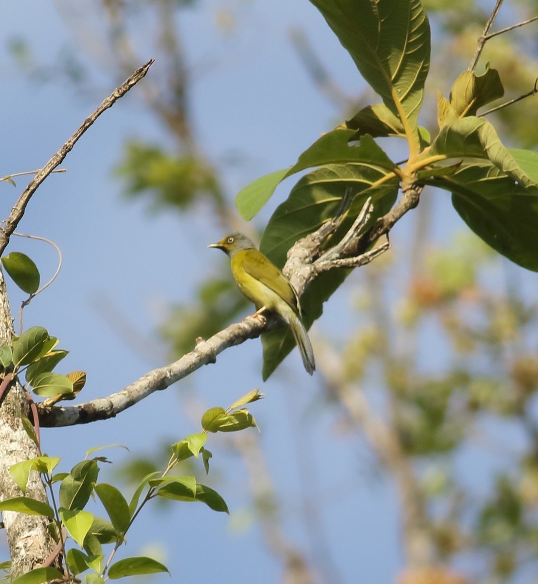 Gray-headed Bulbul - ML635428044