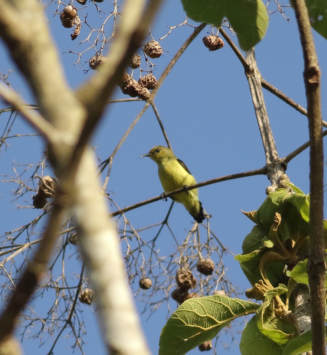 Crimson-backed Sunbird - ML635428065