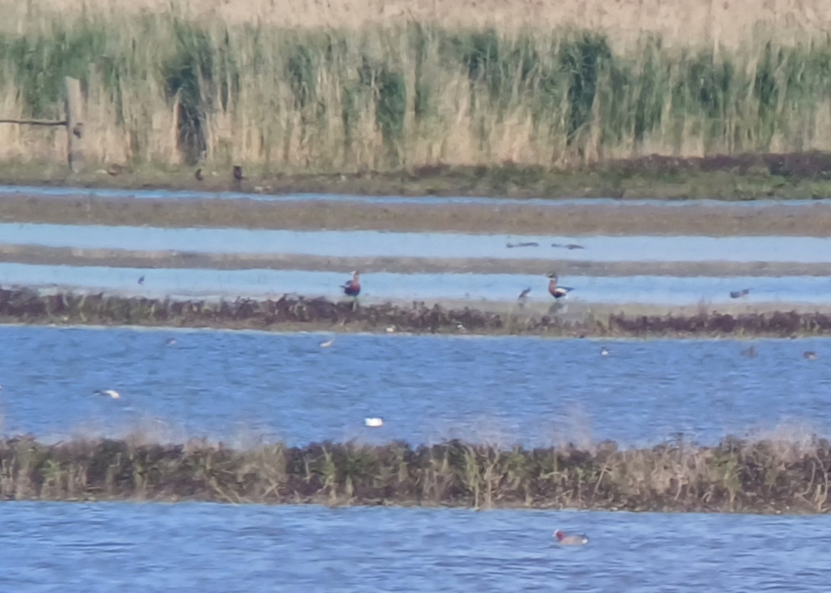 Red-breasted Goose - ML635428111