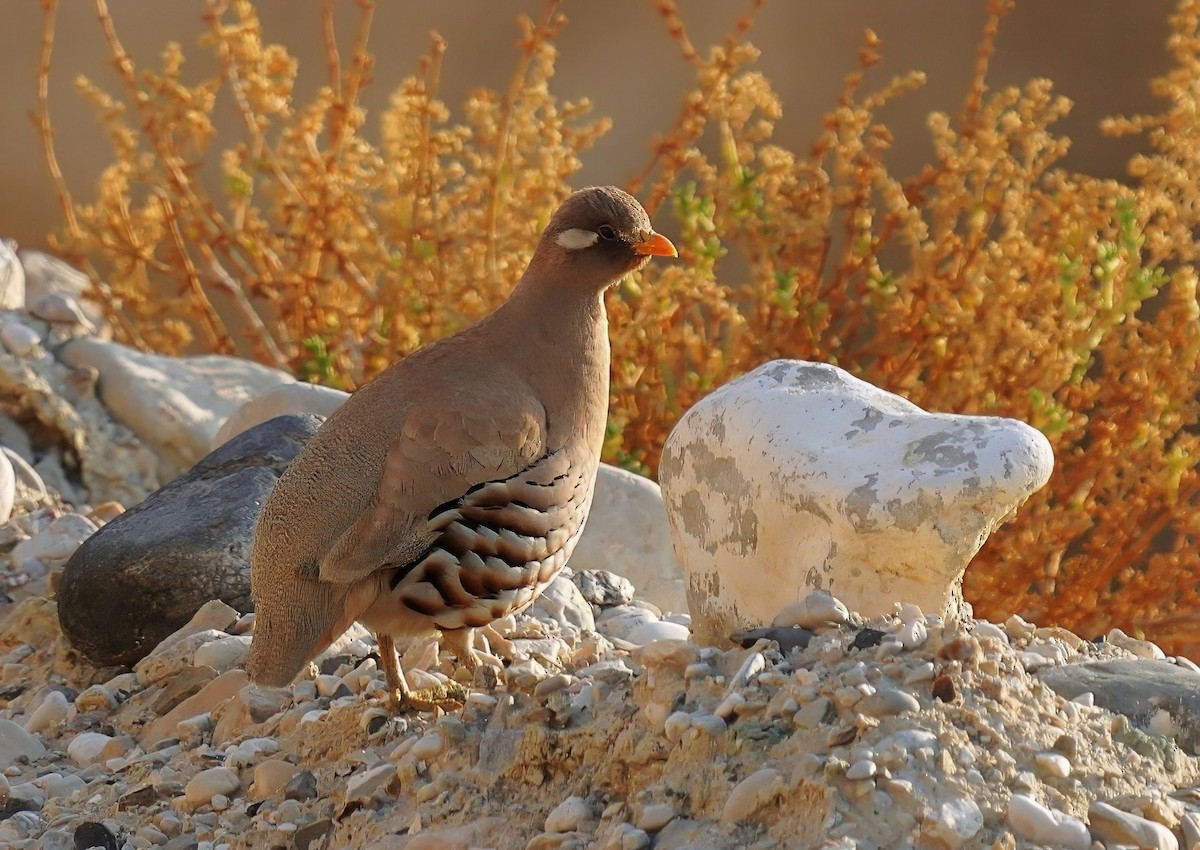 Sand Partridge - ML635428127