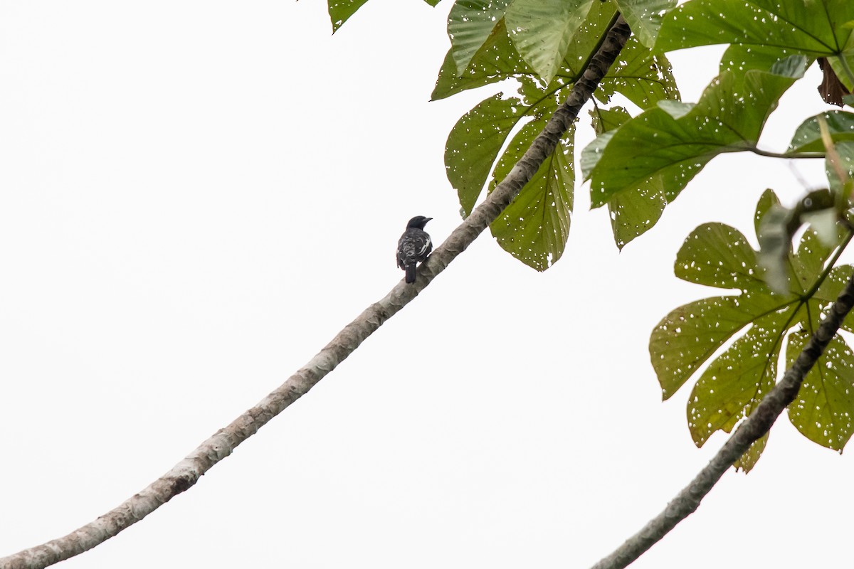 Purple-throated Cotinga - ML635428153