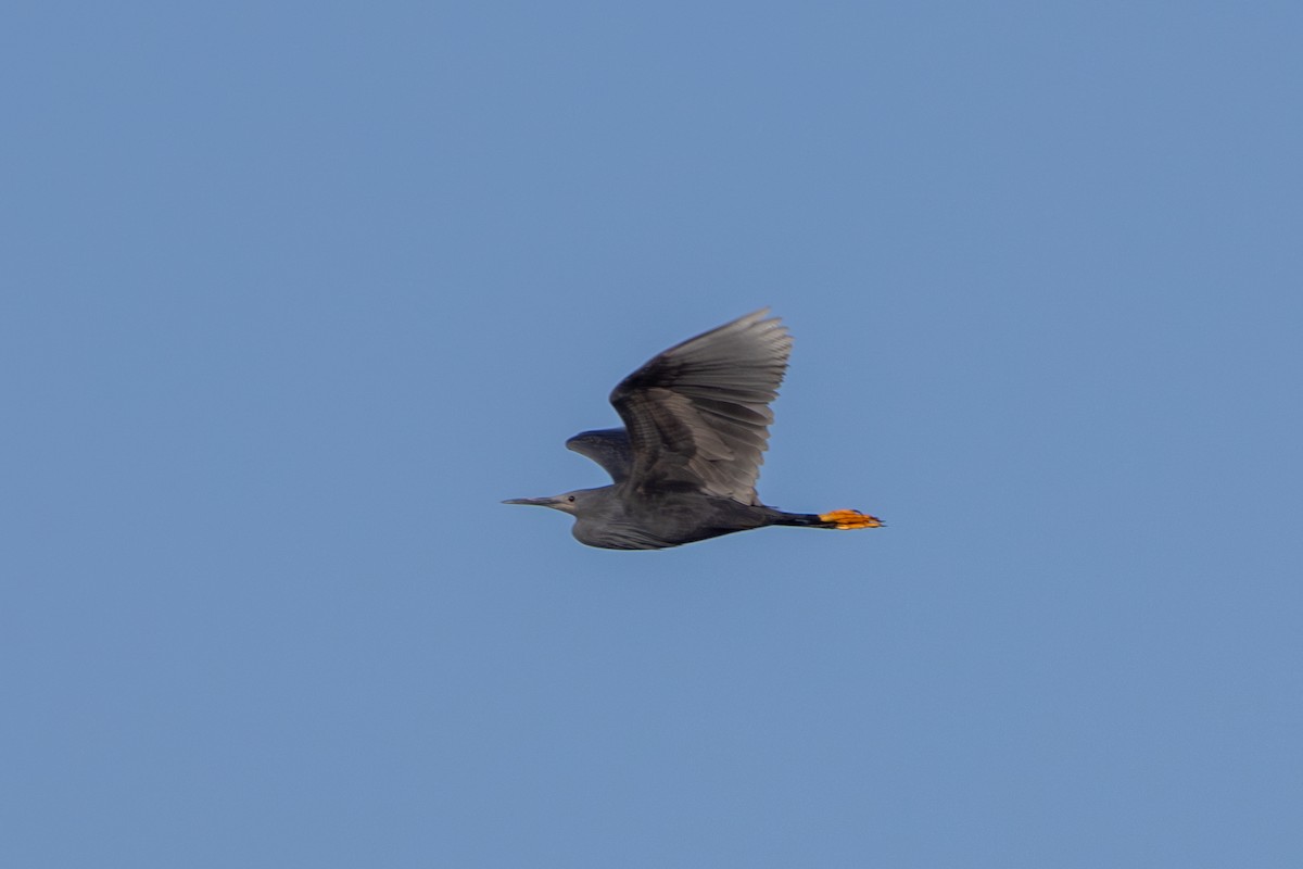 Black Heron - ML635428201