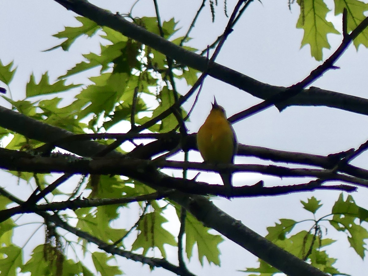 Paruline orangée - ML635428208