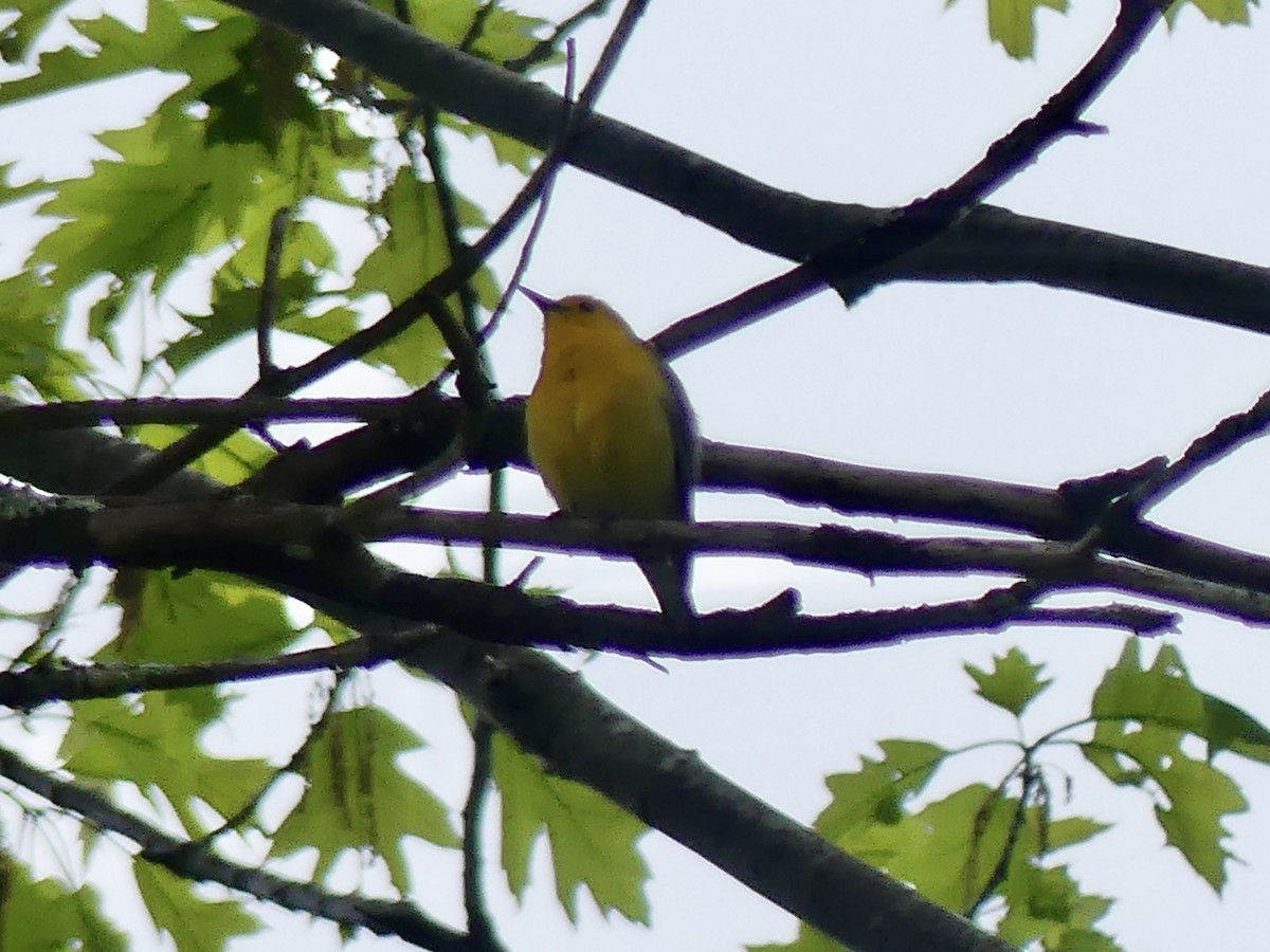 Paruline orangée - ML635428210