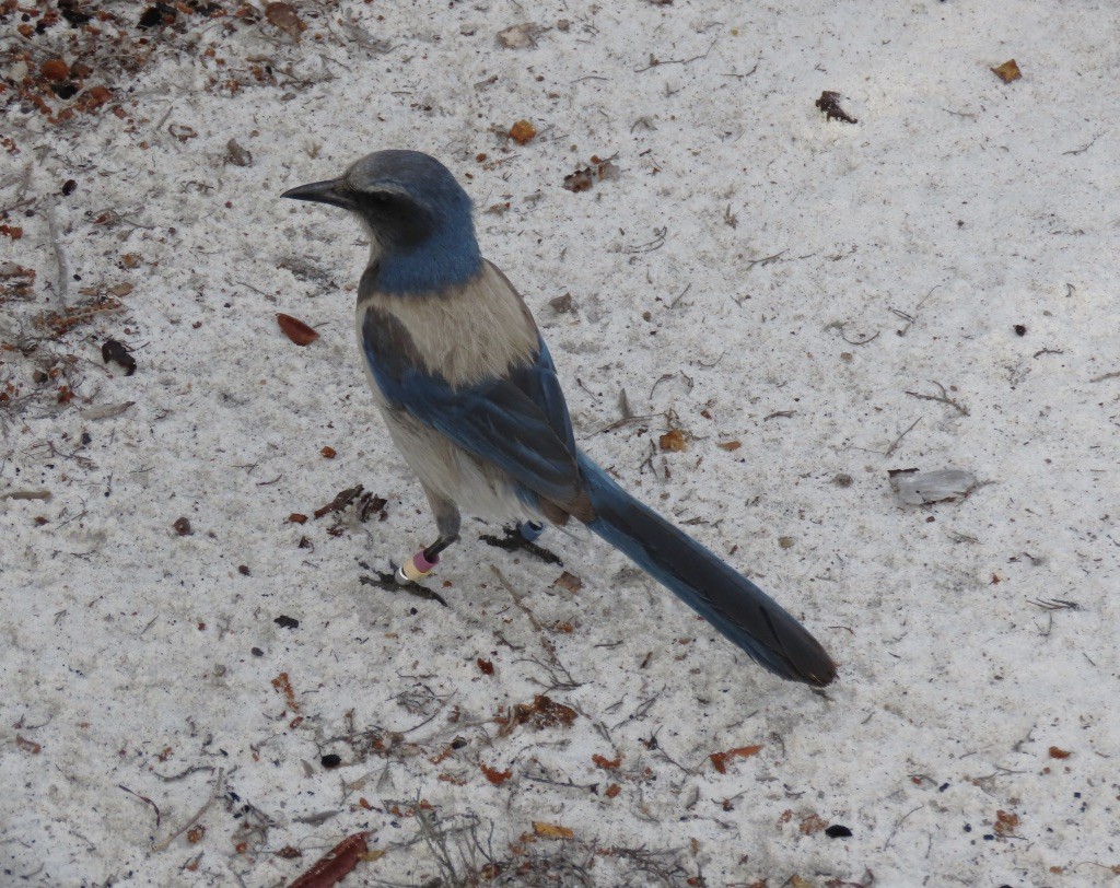 Florida Scrub-Jay - ML635428328