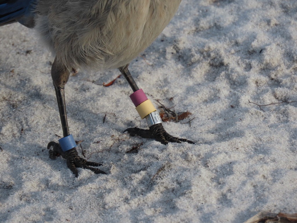 Florida Scrub-Jay - ML635428353