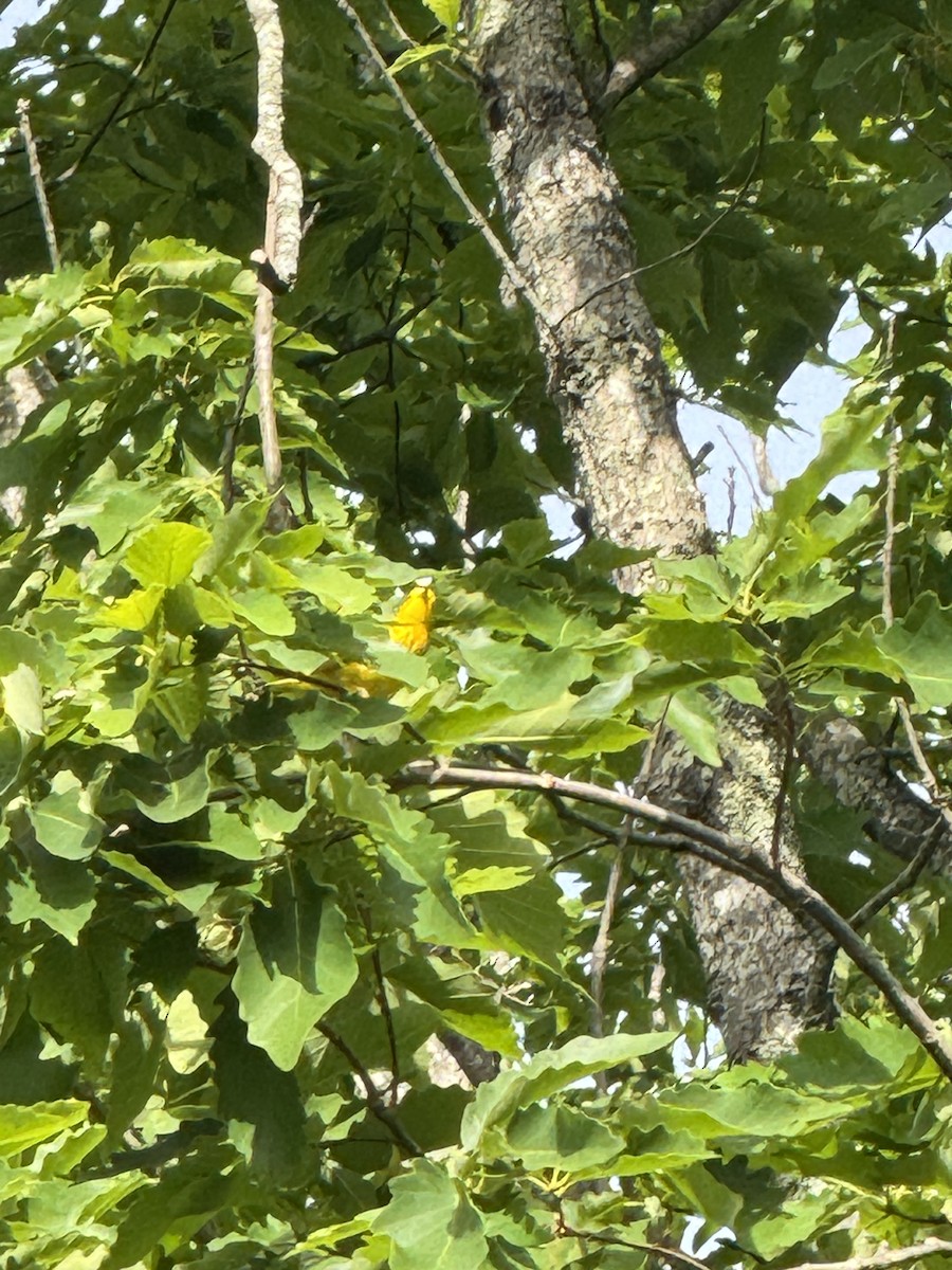 Northern Yellow Warbler - ML635428375
