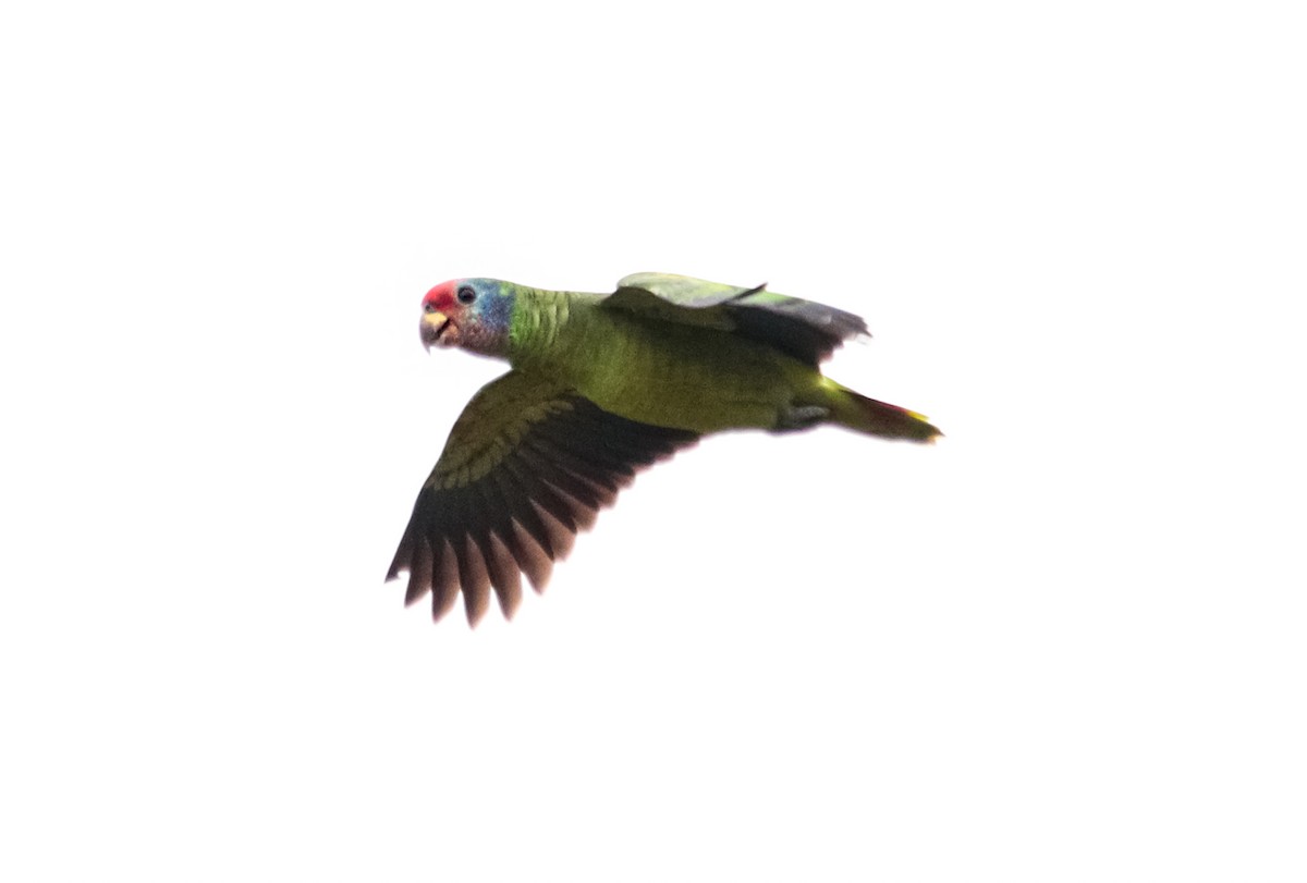 Red-tailed Amazon - ML635428663
