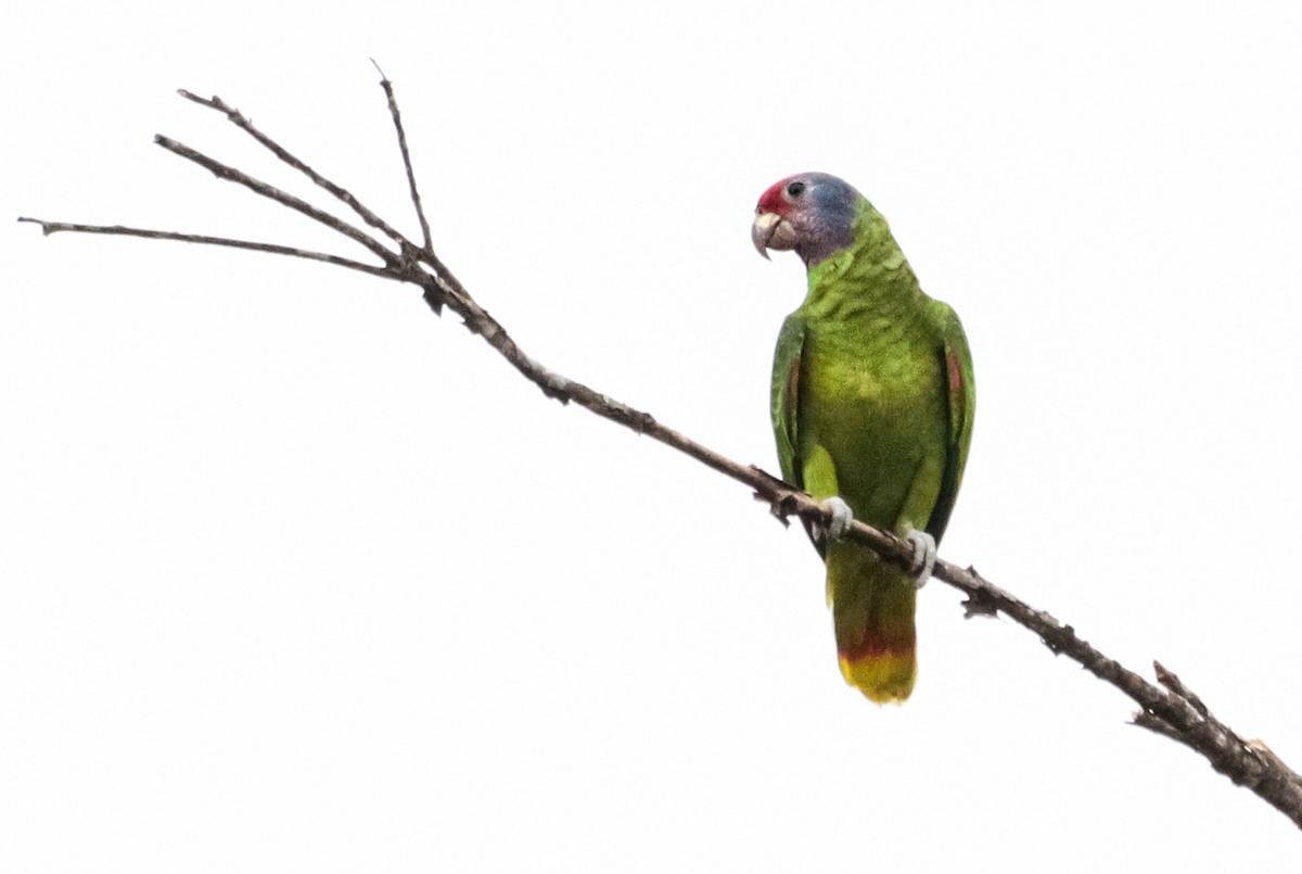 Red-tailed Amazon - ML635428665