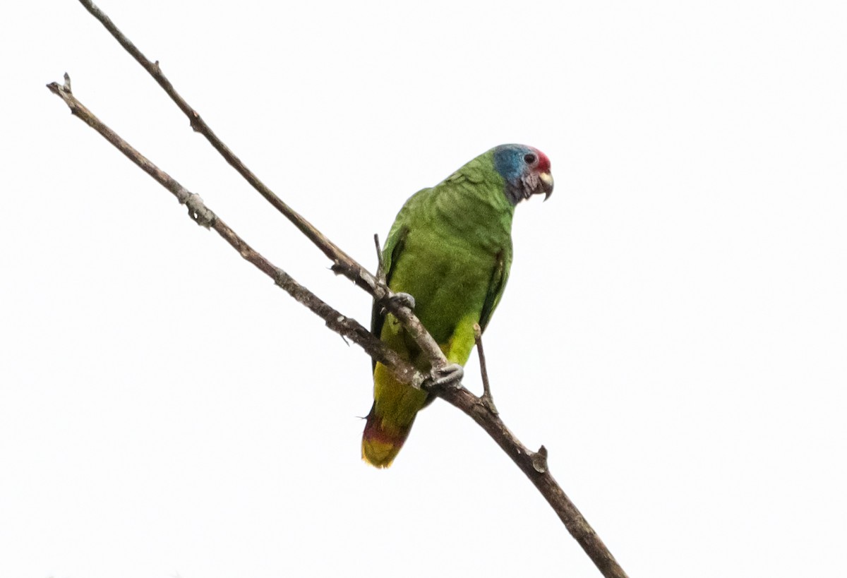Red-tailed Amazon - ML635428666