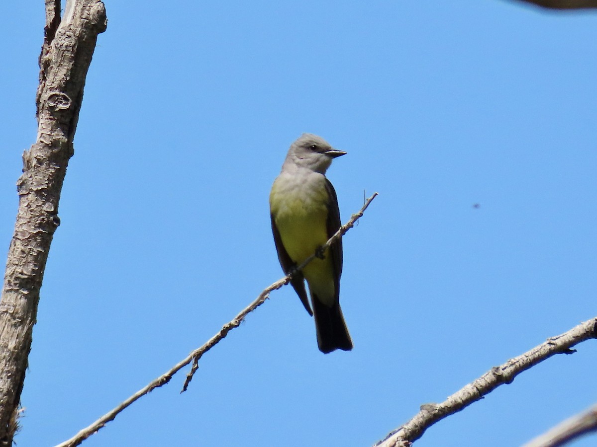 Schmalschnabel-Königstyrann - ML635428686