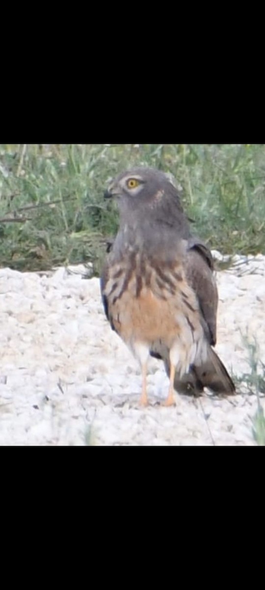 Montagu's Harrier - ML635428789