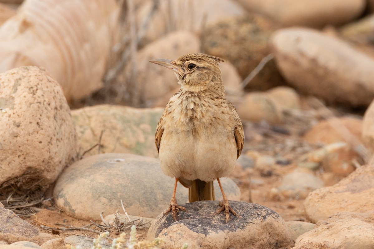 Crested Lark (Maghreb) - ML635428802