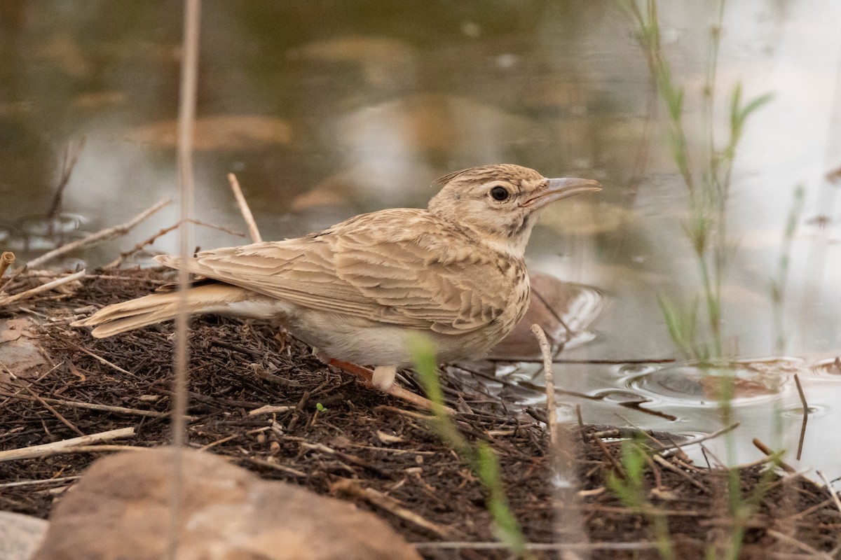 Crested Lark (Maghreb) - ML635428803