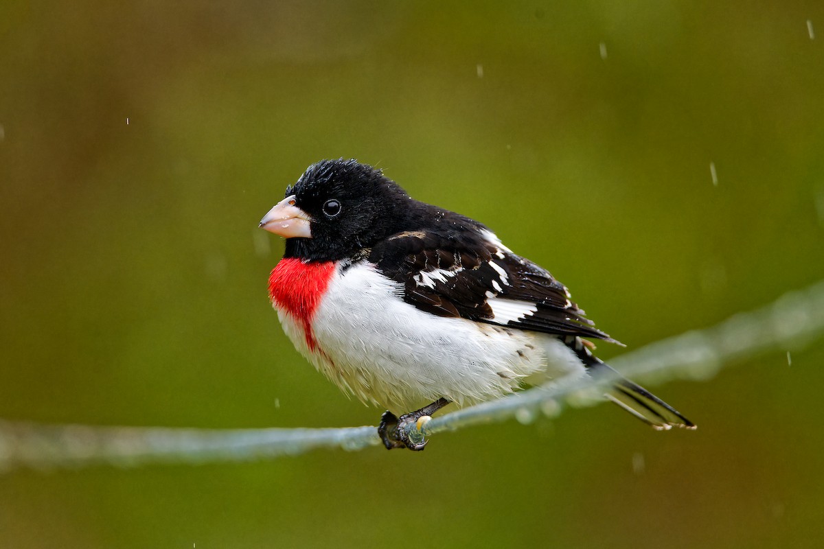 Rose-breasted Grosbeak - ML635428844