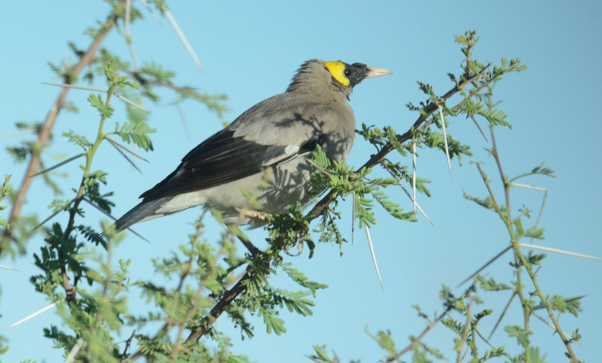Wattled Starling - ML635428938