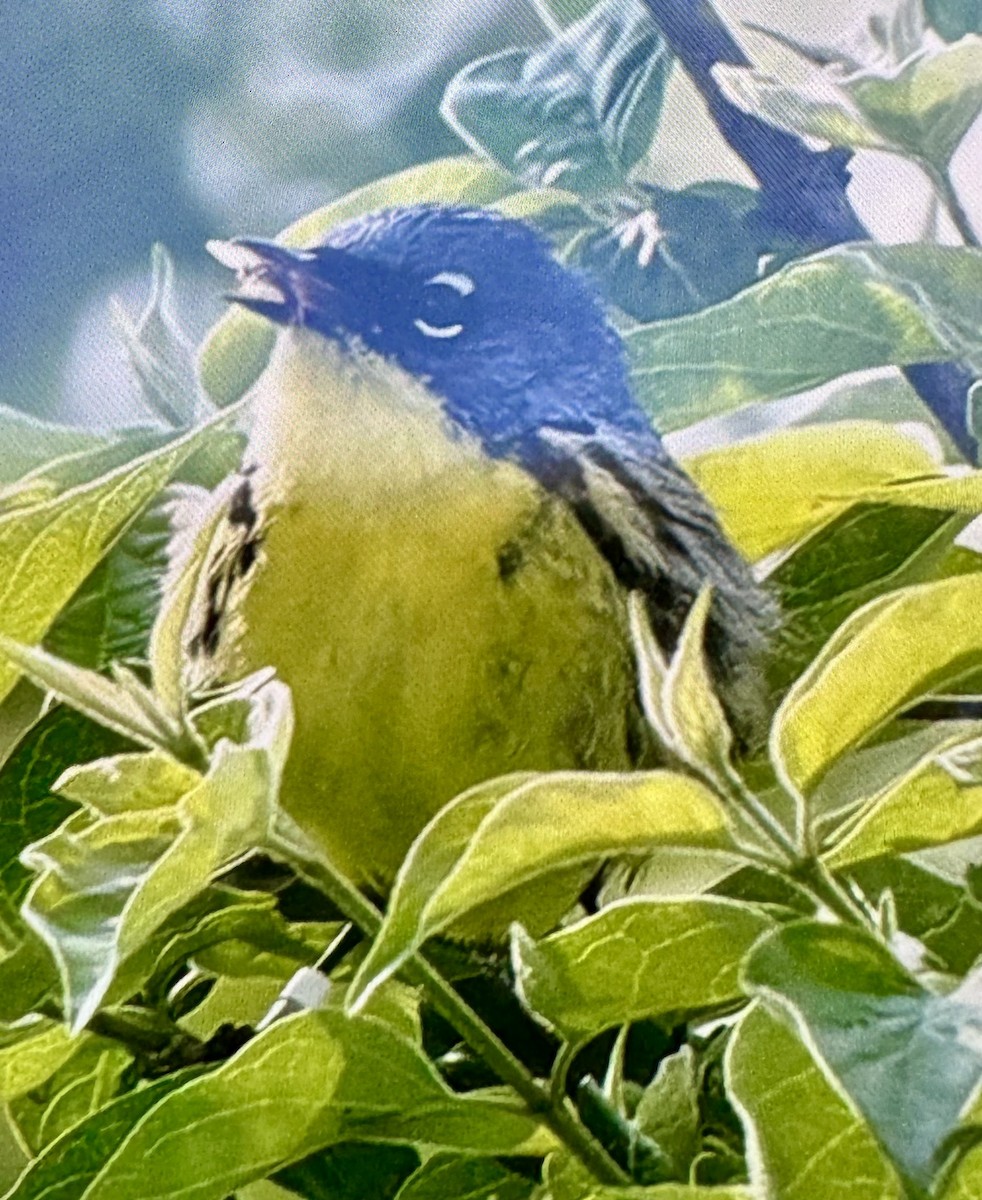 Kirtland's Warbler - ML635428943