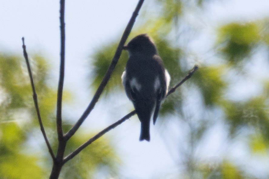 Olive-sided Flycatcher - ML635429014