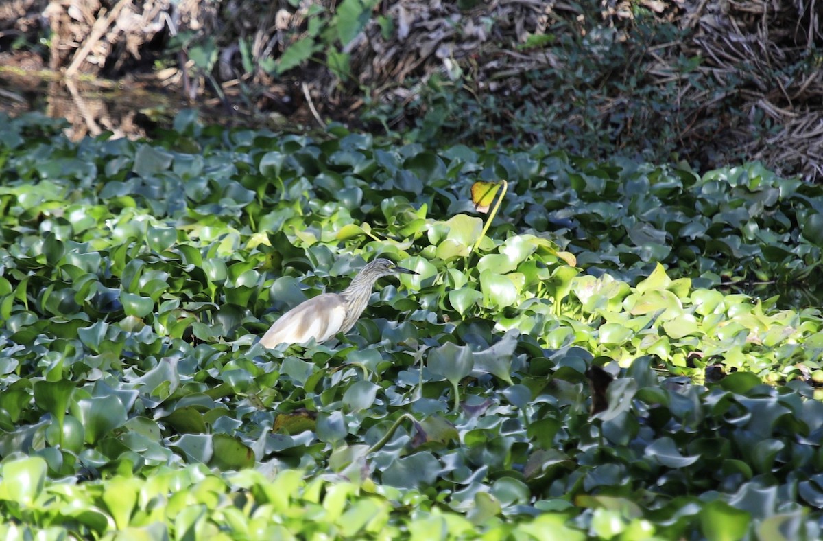 Malagasy Pond-Heron - ML635429205