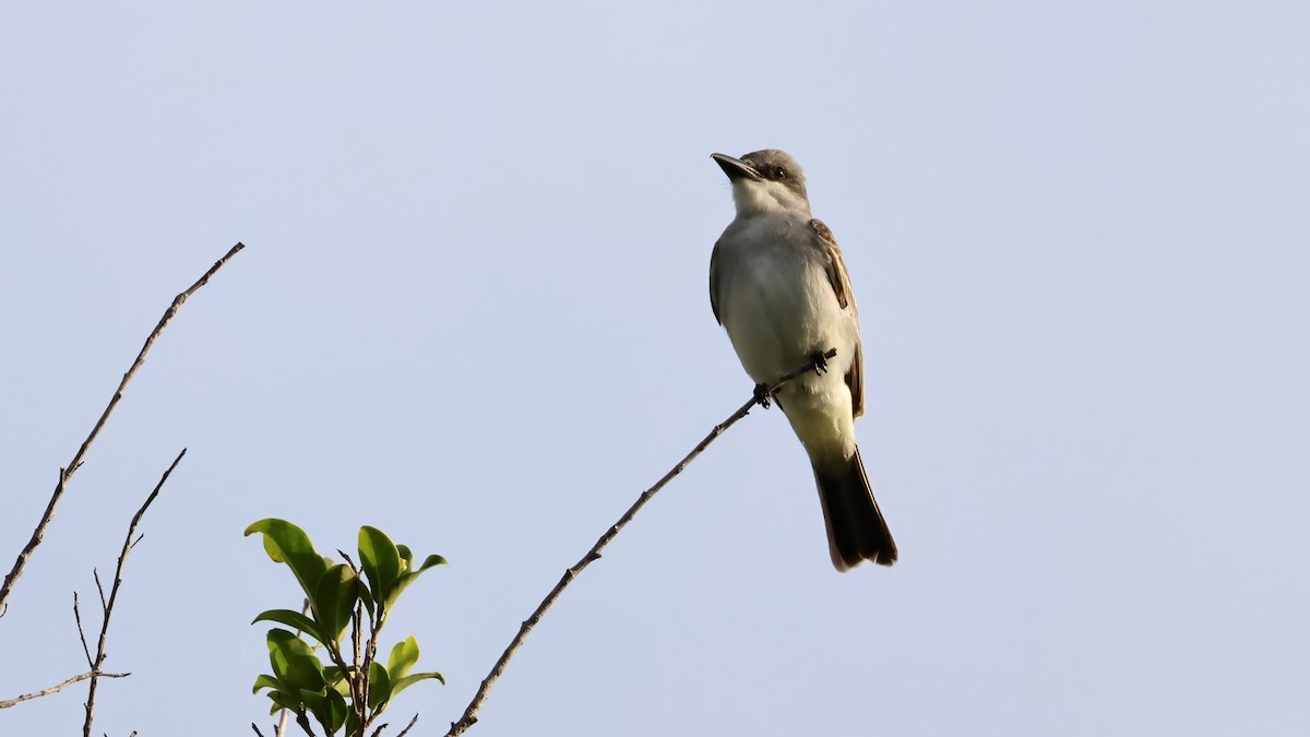 Gray Kingbird - ML635429369