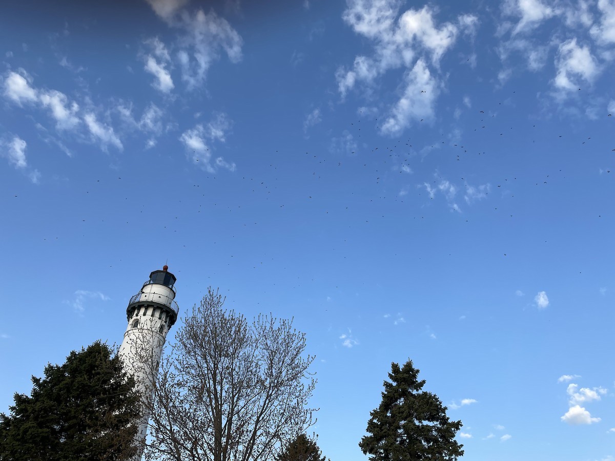 sojka chocholatá - ML635429463