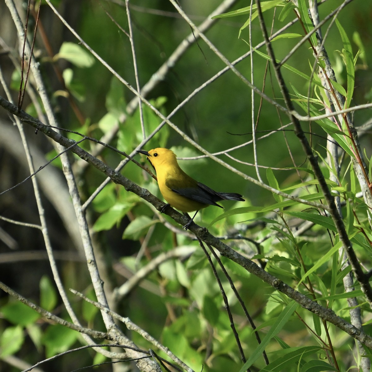 plommeparula - ML635429600
