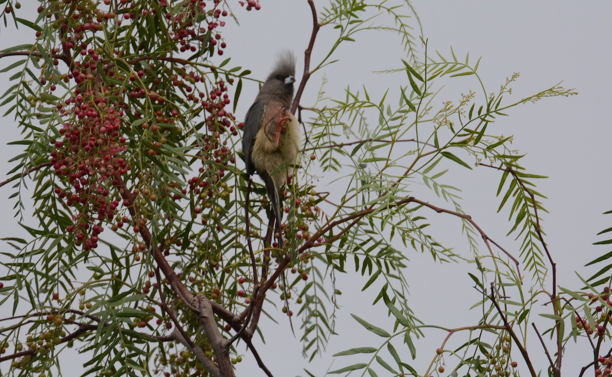 White-backed Mousebird - ML635429605