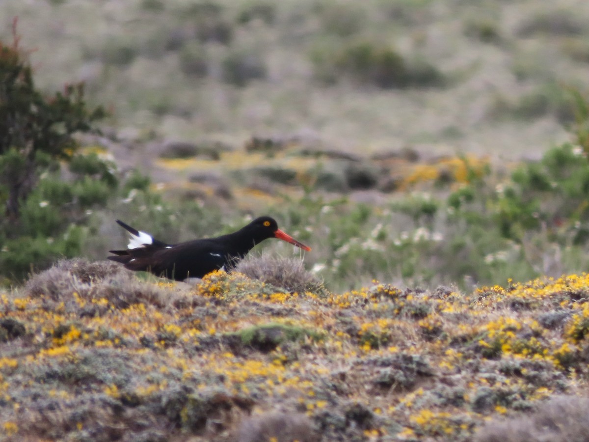 Magellanic Oystercatcher - ML635429607