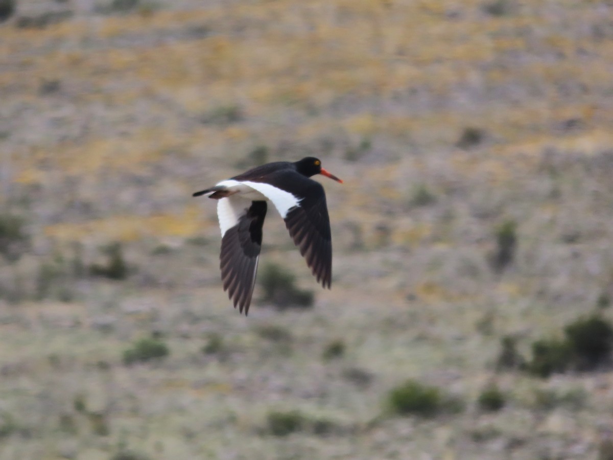 Magellanic Oystercatcher - ML635429615
