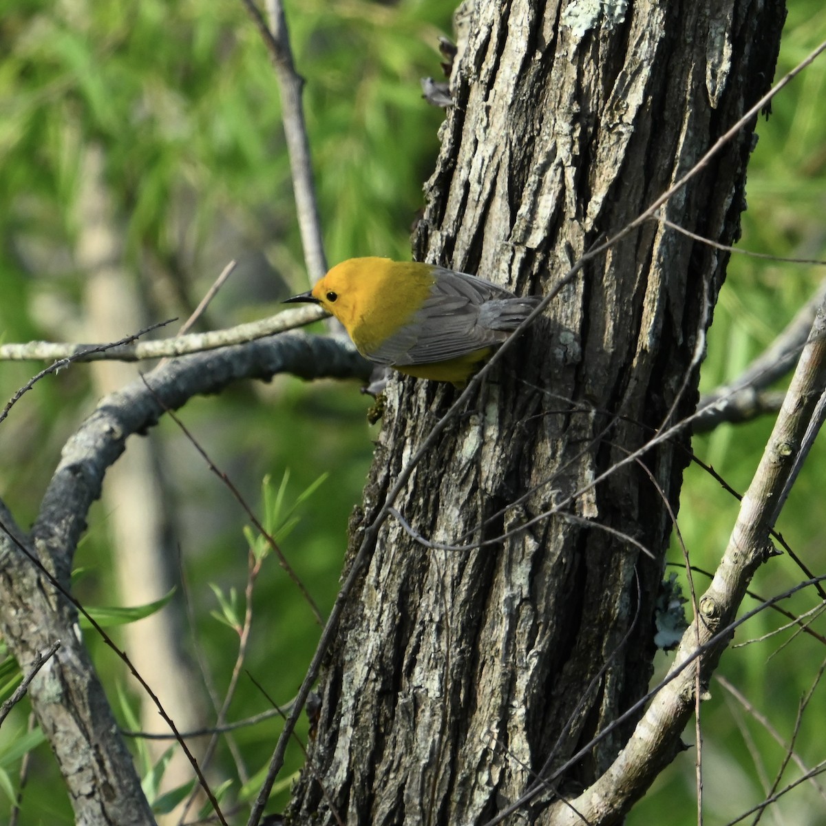 plommeparula - ML635429649