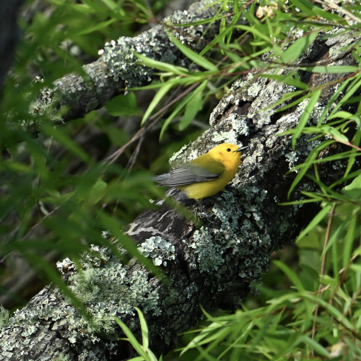 plommeparula - ML635429665
