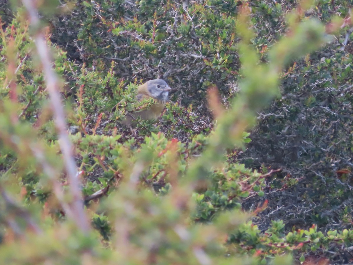 Gray-hooded Sierra Finch - ML635429671