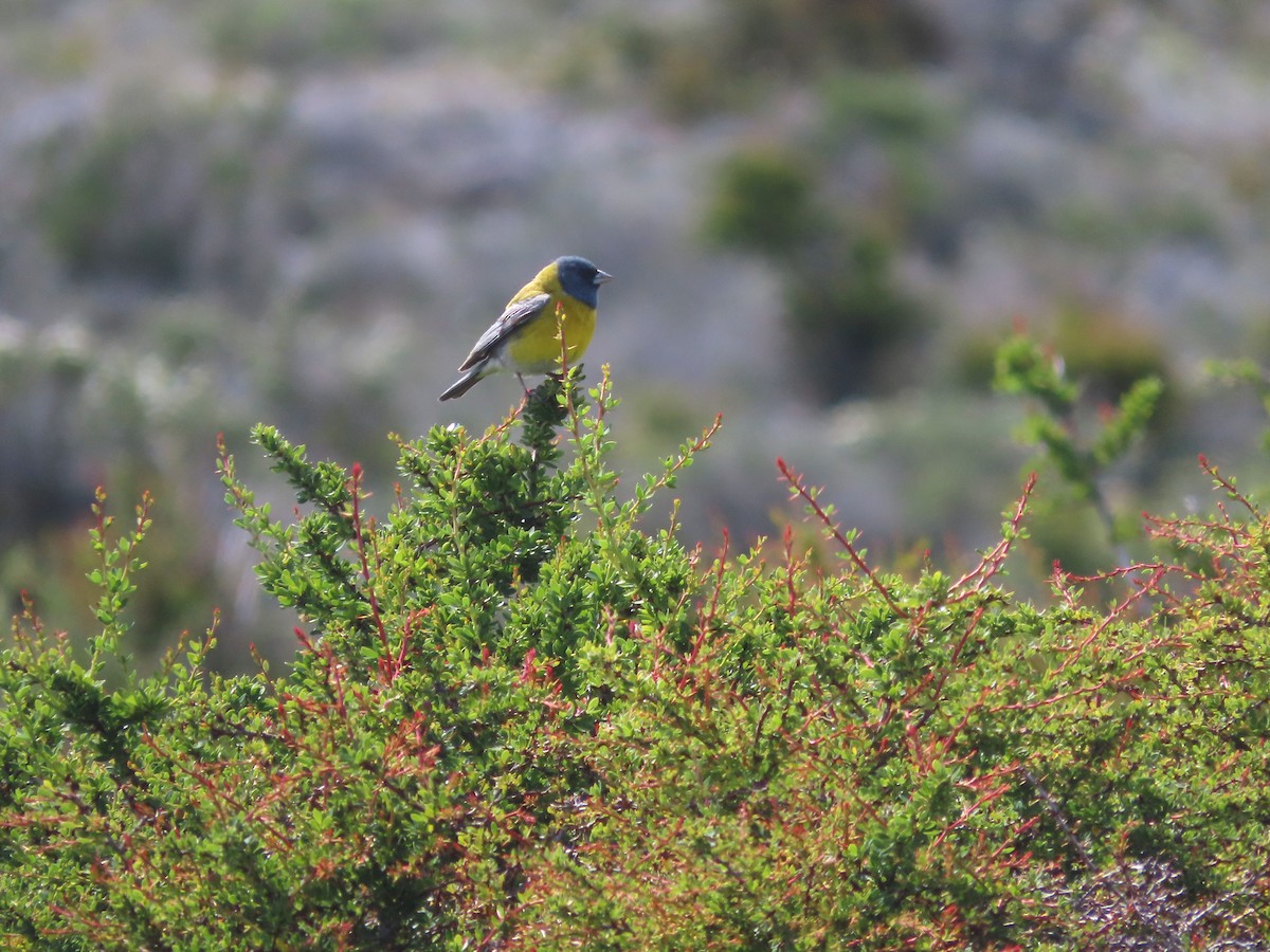 Gray-hooded Sierra Finch - ML635429672