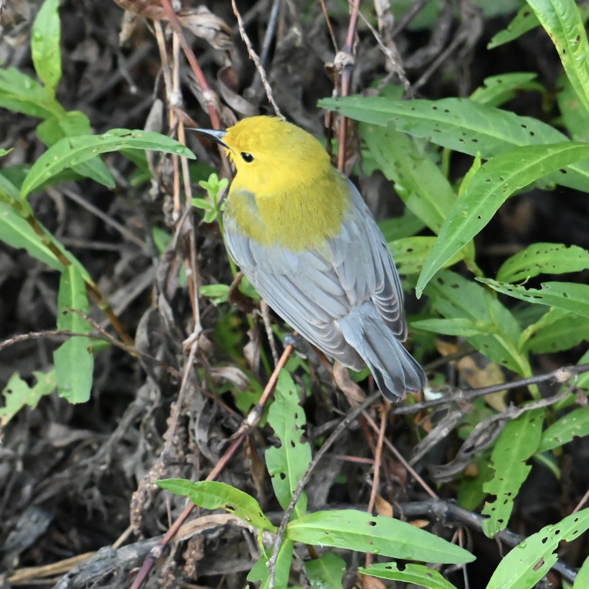 plommeparula - ML635429682